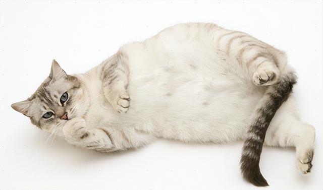 胎儿多少周出生，胎儿正常出生是多少周（史上最全猫咪怀孕生产攻略~强烈建议收藏）