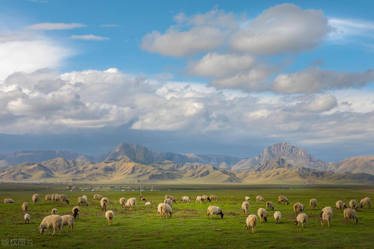 夏季的河曲马场是甘南最美的湿地草原,不仅气温舒爽空气清新,还有着无