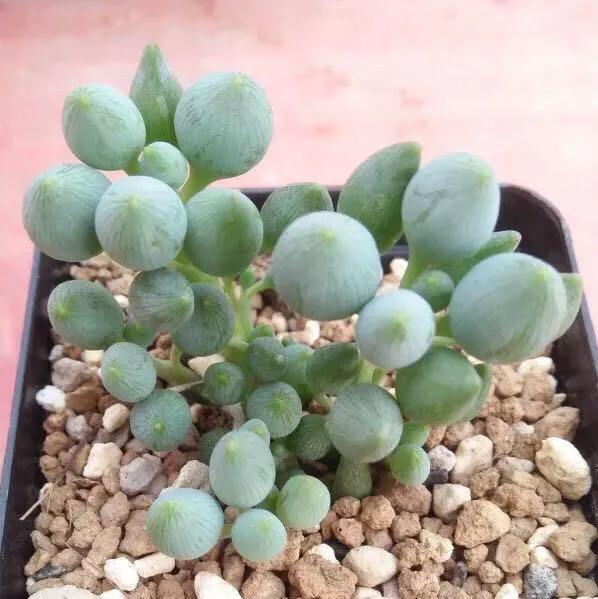 观赏蟹可以深水养吗，可以深水养的淡水观赏蟹（要肥嘟嘟才好看的多肉）