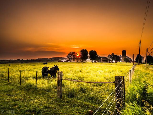 农村养牛的成本与利润分析，养一头牛的成本是多少（降低养牛成本的5种方法）