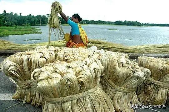 五蠹是哪五个，指的是哪五蠹？之首是儒术吗（中国麻类作物大全）