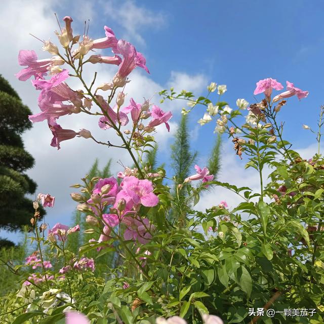 凌霄花花语，凌霄花花语偶然发现的一天（代表慈母之爱的非洲凌霄）