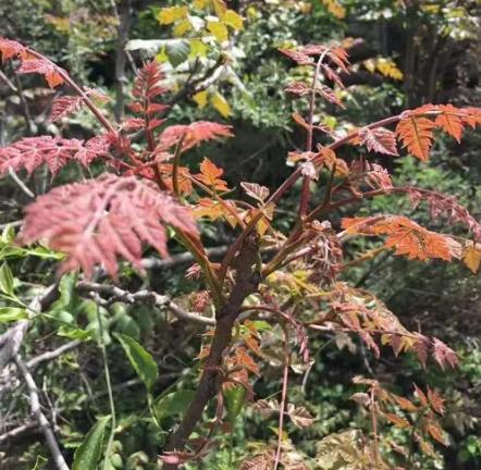 木兰芽保存方法与用法,野生木兰芽怎么才能保存时间长一些
