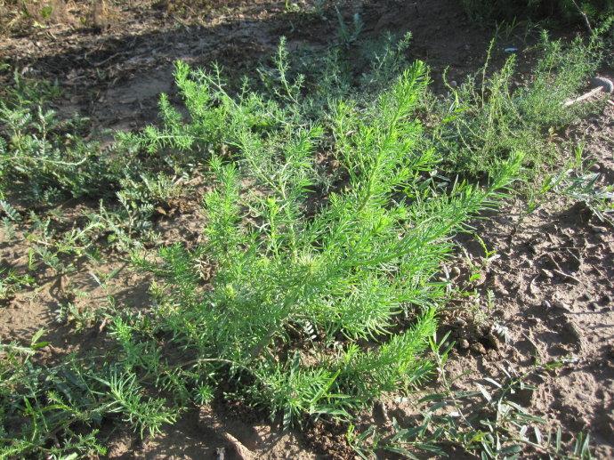 农村能吃的100种野菜图片，有哪些野菜可以吃