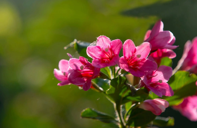 关于爱花赏花的诗句有哪些，爱花赏花的诗句有什么（八首锦带花的诗词）