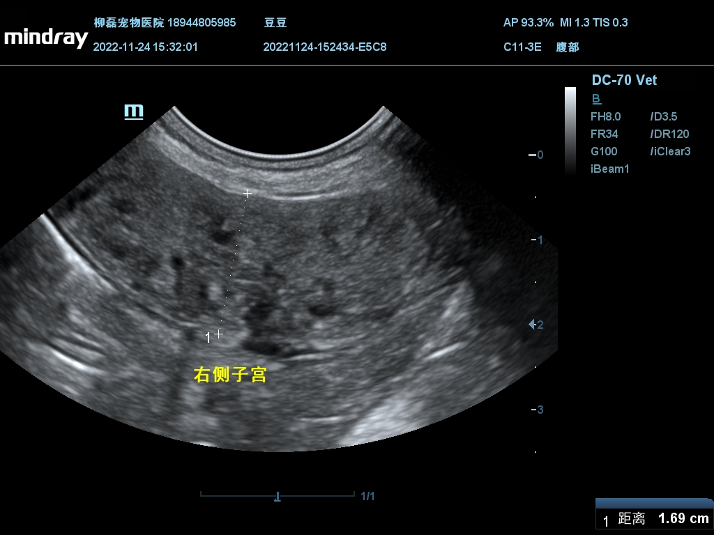 泰迪狗腹部积水成活率多少（泰迪腹水怎么办）