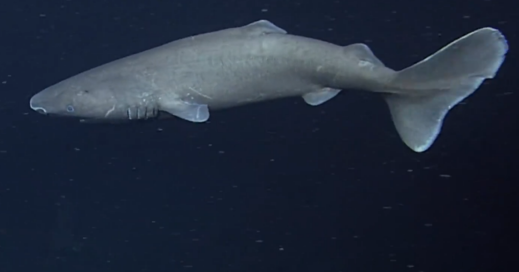 鲸鱼与鲨鱼的结合体,你见过吗?它身长超过20米,比六层楼还要高
