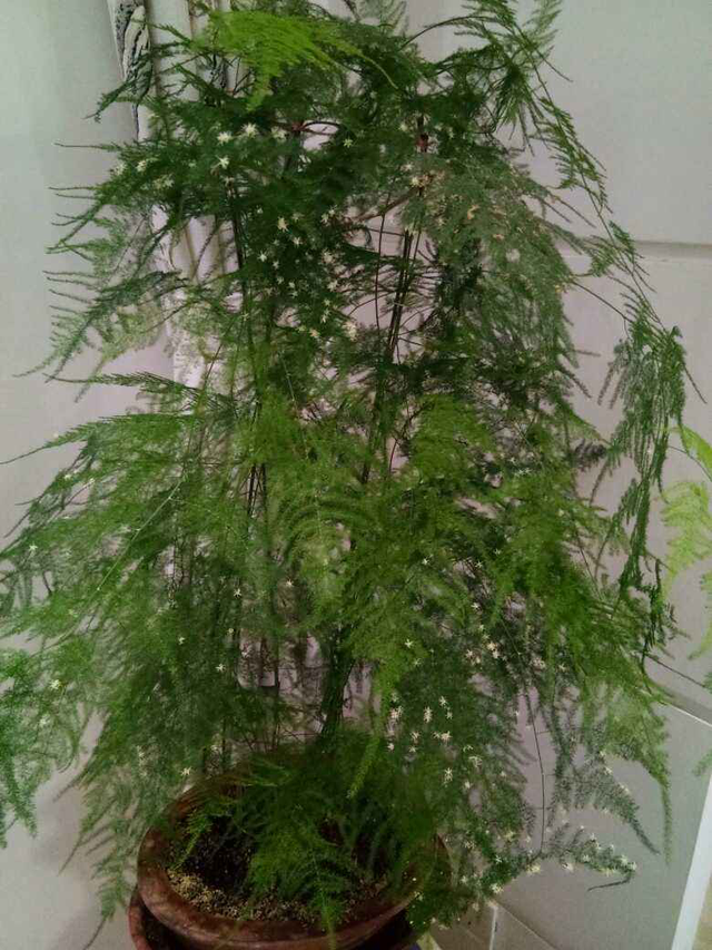 4种花寓意好家里养一盆，在家养一盆有好兆头