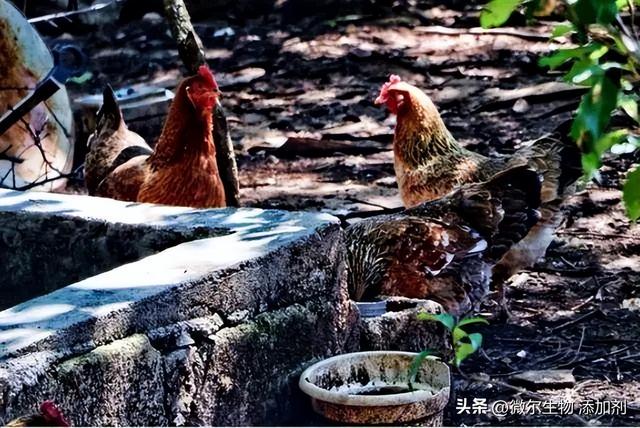 农村养牛技术和饲养方法，如何科学养牛技术（掌握正确养鸡的方法）