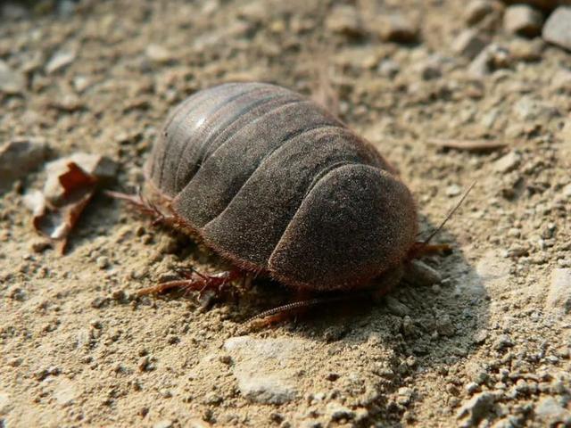 土鳖虫的药用价值，土鳖虫的功效与作用（过去农村土房子里一挖一窝）