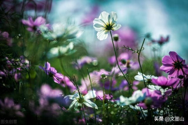 让泪化作相思雨歌词，化作漫天相思的雨歌名介绍（九月微凉，化作满天相思的雨）