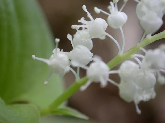 鲜花的花语和花的数目的寓意，鲜花数量的寓意（100种迷人的“数字花”）