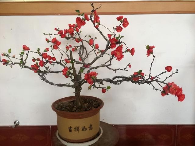 门前风水十大吉祥花，风水十大吉祥花排行（庭院里种“富贵树”）