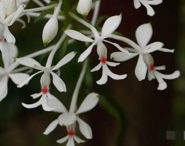 鲜花的花语和花的数目的寓意，鲜花数量的寓意（100种迷人的“数字花”）