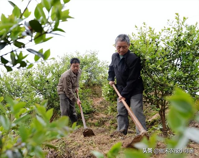 硫酸钾复合肥，氯化钾、硫酸钾、硝酸钾（硫酸钾复合肥15-15-15多少钱一吨）