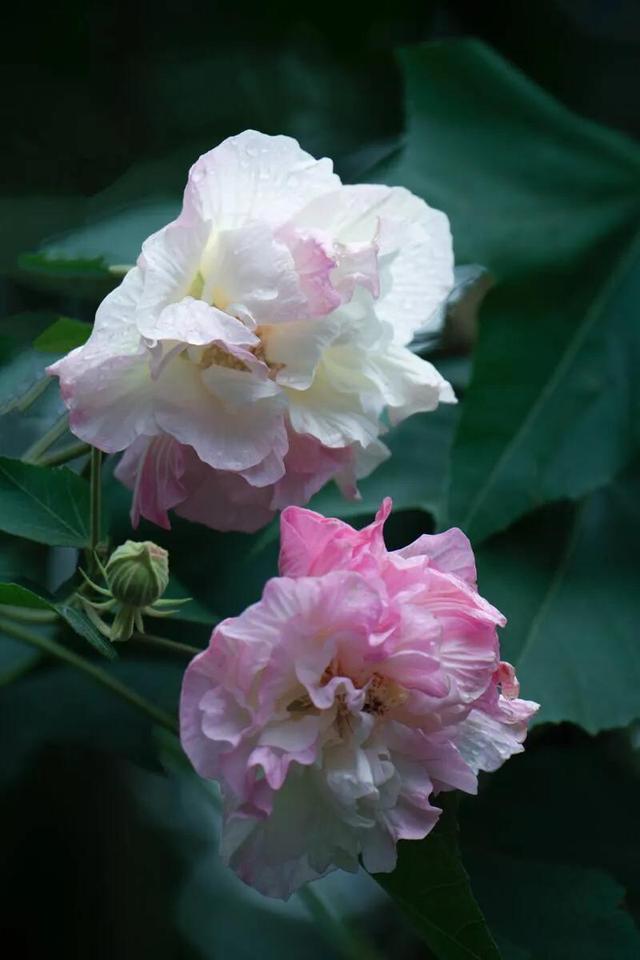 芙蓉花的寓意和象征，芙蓉花的寓意（芙蓉花，成都最美的花）