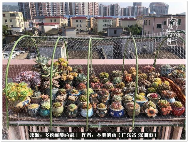 彩虹糖的梦 金娃娃，娃娃音适合唱哪些歌（愿2022心中有盼）