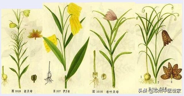 贝母是什么，贝母是什么味道（药性歌括四百味，贝母）