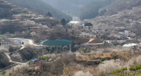 武汉市花是什么，武汉什么花是市花（三月的湖北全是花花花花花花）