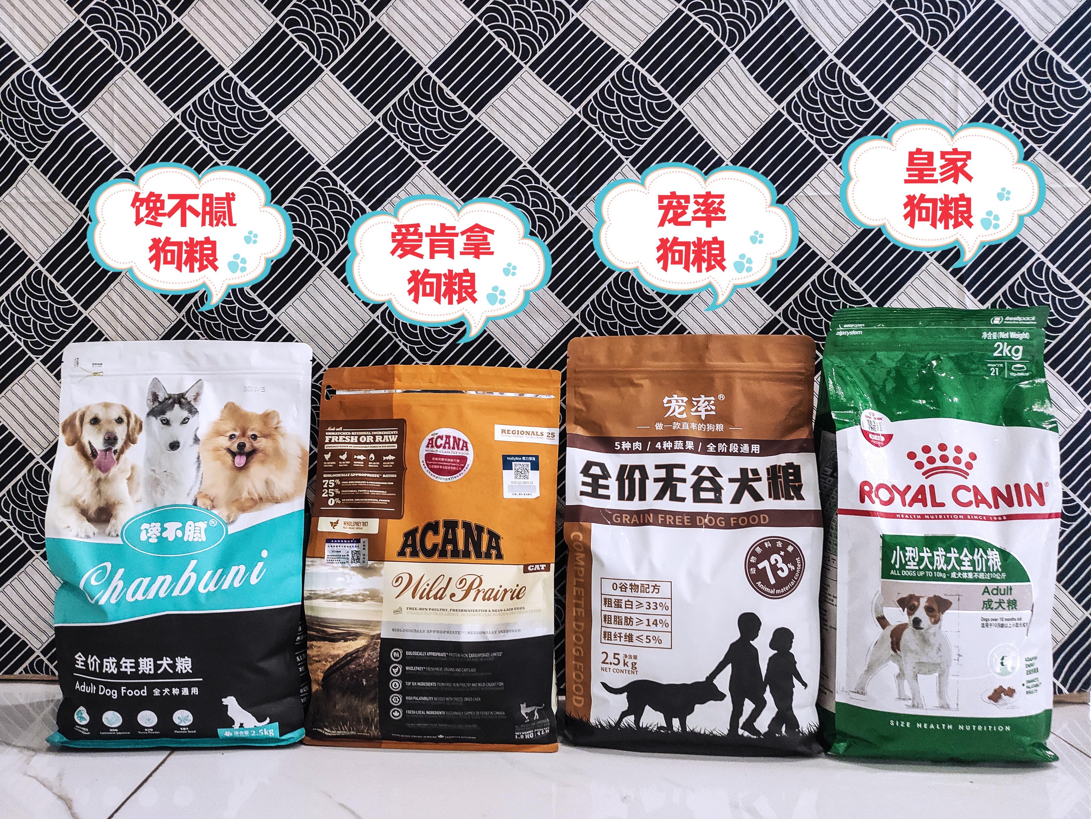 柴犬和柯基(柴犬和柯基的串串)