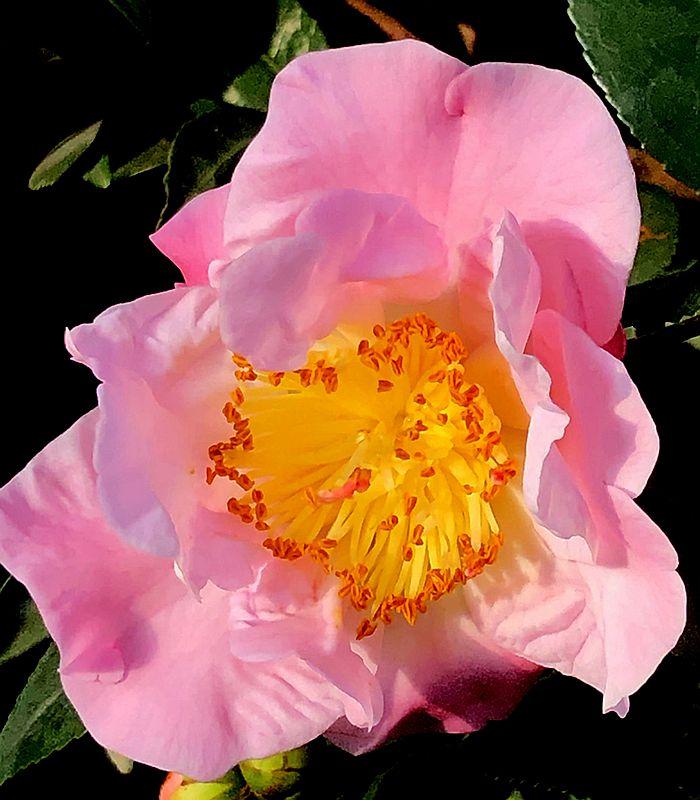 麒麟花的寓意是什么，客厅摆放麒麟的图片（海南迎春花市年味渐浓）