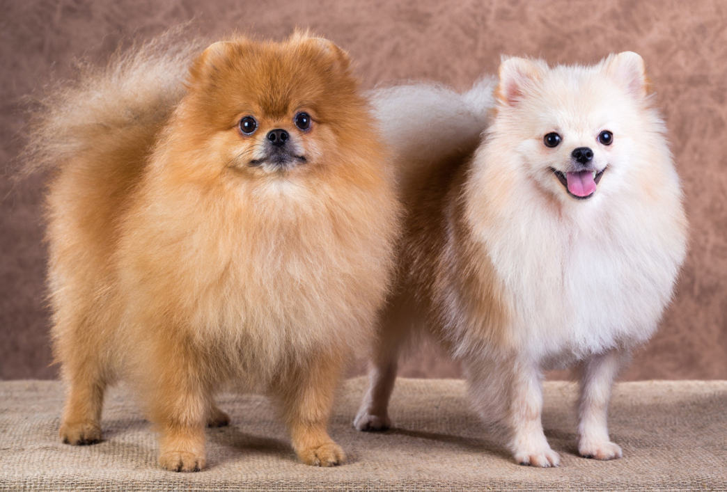 法牛犬图片多少钱一只(住小区) - 价格百科