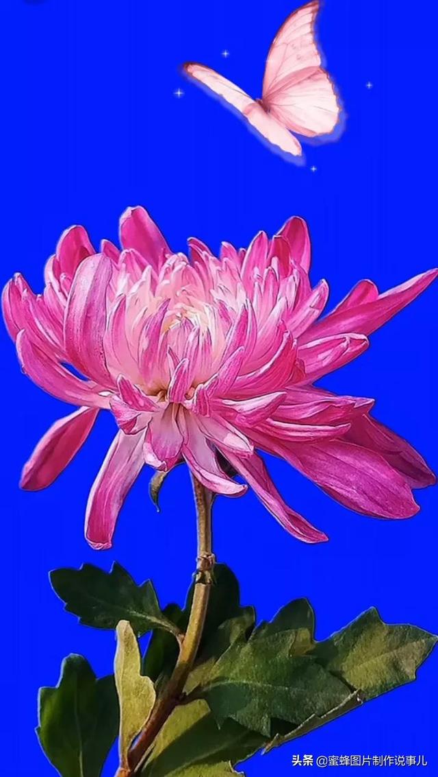 风景美图，风景美图壁纸（鲜花争艳，美景如画，过目不忘）