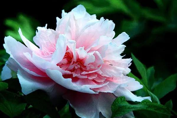 牡丹有哪些品种，牡丹有哪些品种(要名称)（精美绝伦的牡丹花十大品种图片欣赏）