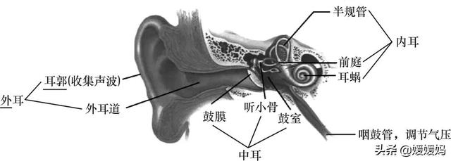 草履虫的结构，草履虫的结构层次模式图（应考技巧丨初中生物识图题常用结构示意图）