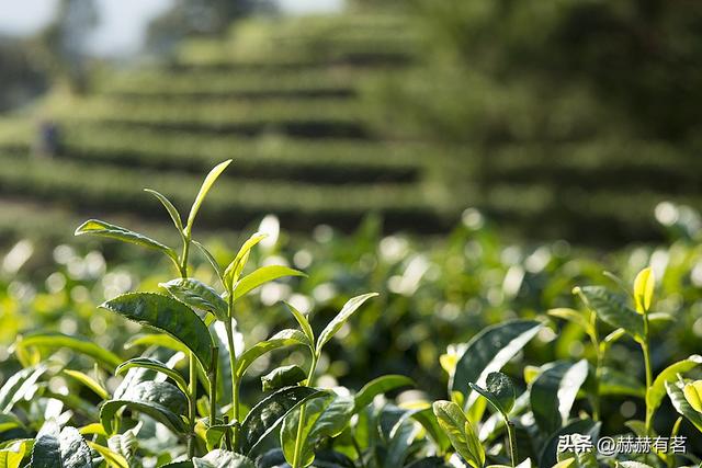 云华是什么意思，茶的10大雅称