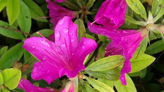 杜鹃最值得去的地方，赏杜鹃还有这些好地方…