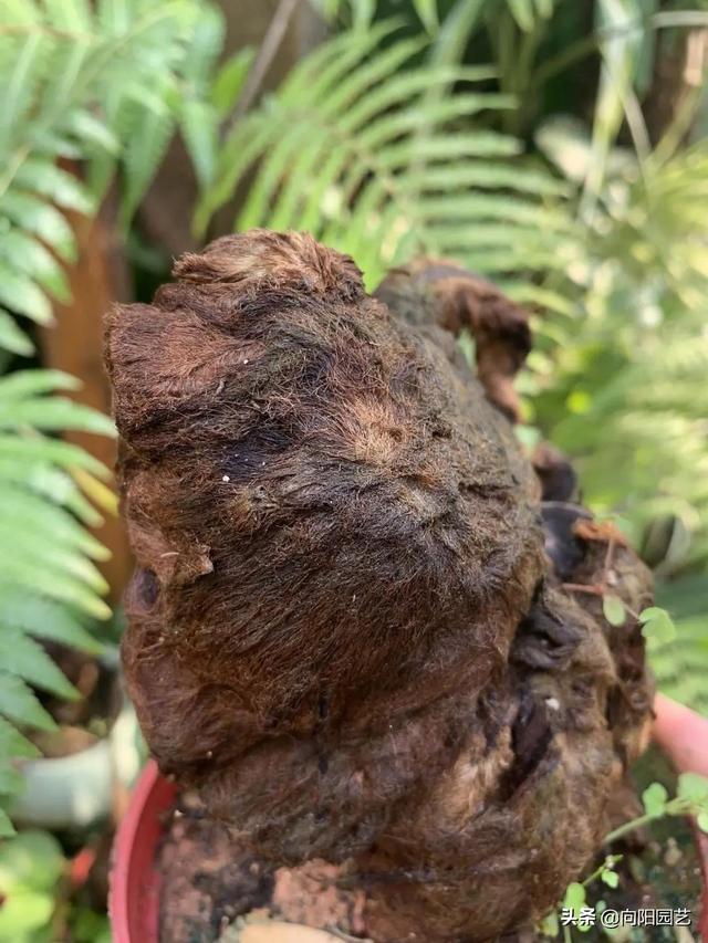 金毛狗蕨，据说广西遍地都是（金毛狗蕨类植物）