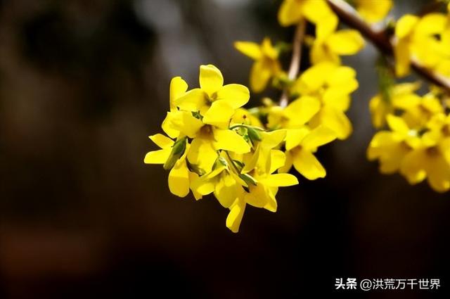 白杜鹃花语，白花杜鹃花语（300种花的寓意和花语）