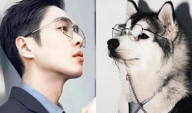 犬系男友和猫系男友有什么区别，什么是猫系男友什么是犬系男友（娱乐圈动物系男明星当道）