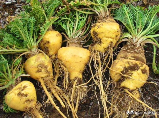 玛卡是什么东西，玛卡药店有卖的吗（玛咖：人称南美人参）