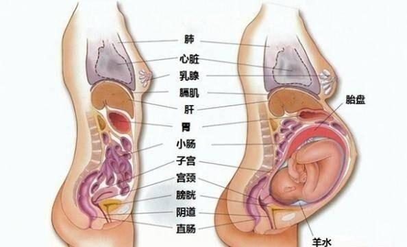 子宫口图片(子宫的位置图)