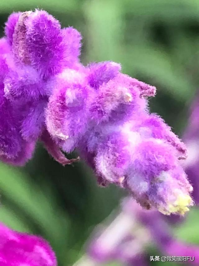 鼠尾草的花语，毛绒绒的墨西哥鼠尾草