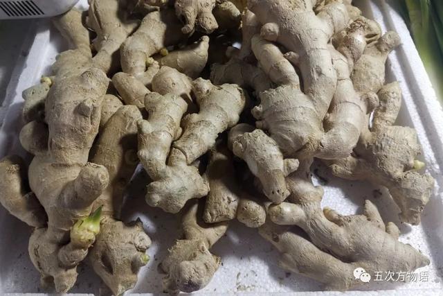 姜的种类和功效，姜的种类和功效和作用（12种姜科的辛香料）