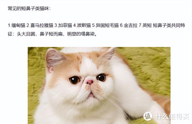 飞机托运收费多少钱一斤，飞机托运收费多少钱一斤2021（可能是全网最全的宠物航空托运攻略）