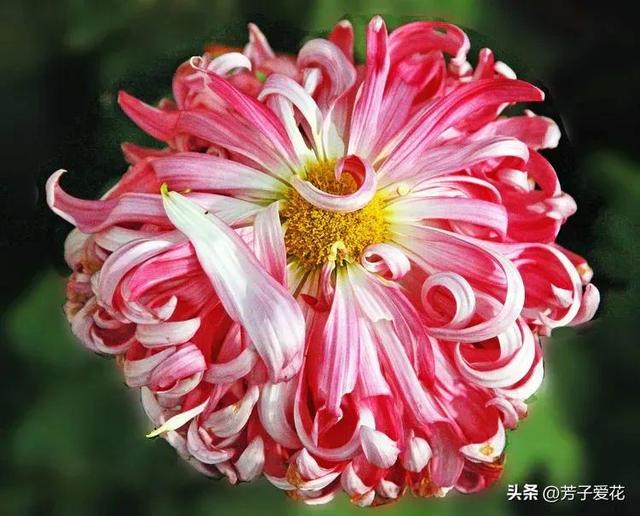 菊花的品质和精神，菊花代表着什么精神品质（粉黛舞魅的菊花品种）