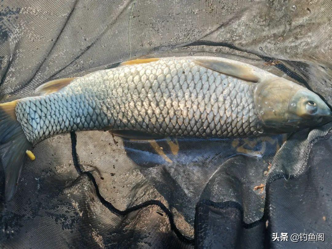 钓草鱼必备！3种高效添加剂助你轻松上大鱼，野钓黑坑都适用