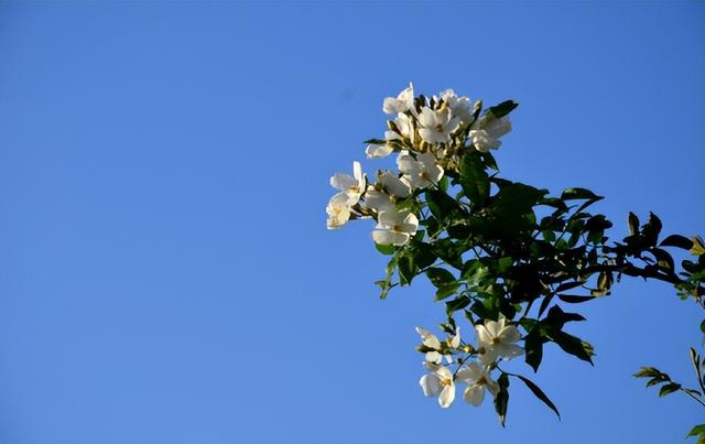 世界上最漂亮的花，世界上最漂亮的十种花（世界上最美的花，只为他开放）