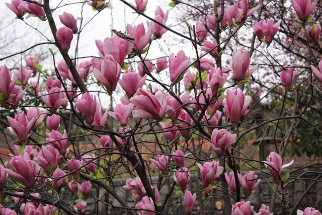 广玉兰（广玉兰花），在园林绿化中常见的几种玉兰花（玉兰花 广玉兰）