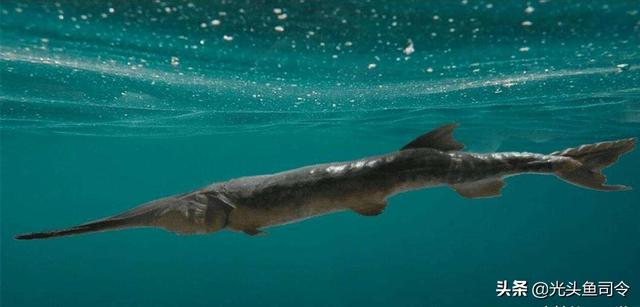 长江名贵鱼前十名，10大凶猛淡水鱼（我国保护的鱼类有87种）