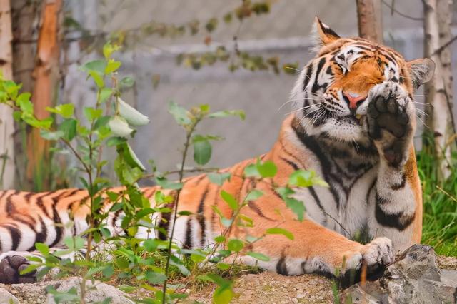 为什么东北虎又叫白额虎，东北虎与白虎的区别（老虎和它的13个外号）