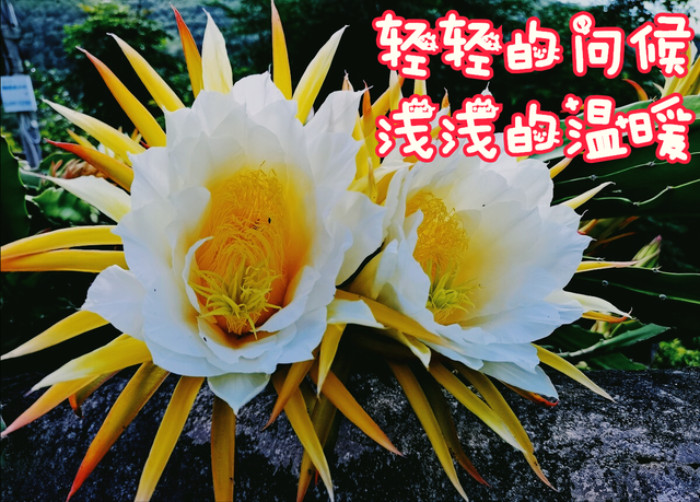 鲜花朋友圈配什么文字，朋友圈晒鲜花配什么文字（愿您寒冬温暖纯良不舍爱）
