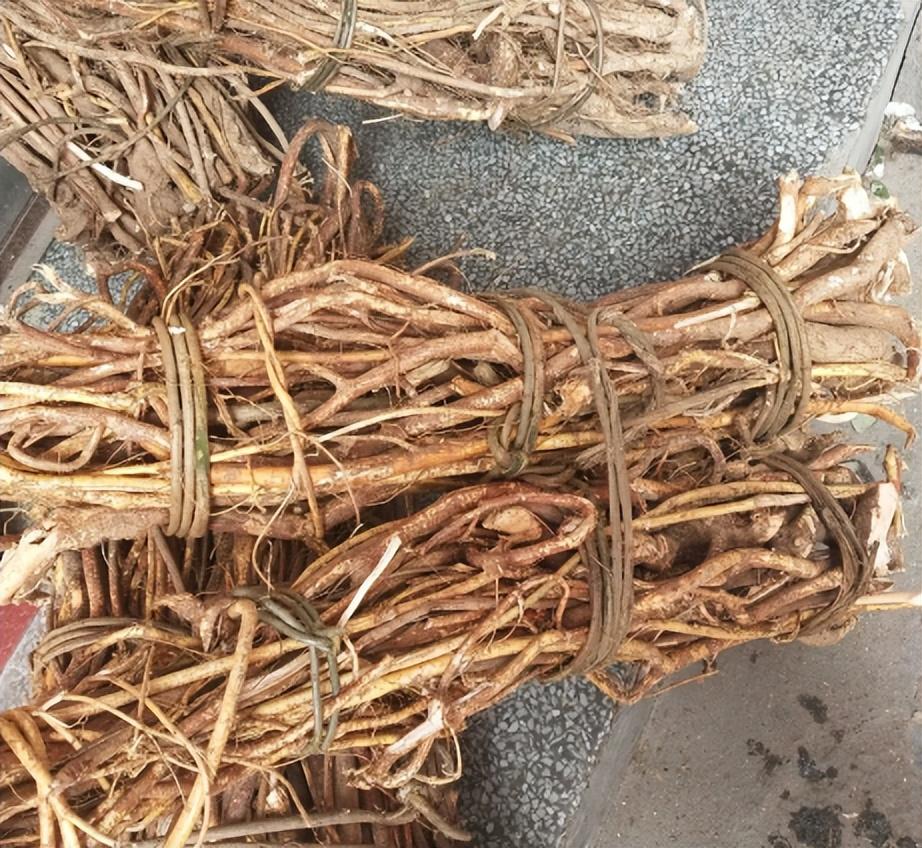 白毛桃根的功效与作用(五指毛桃也叫广东人参) - 行就行