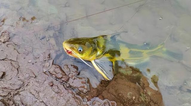 最常见的淡水鱼都有哪种，最常见的淡水鱼