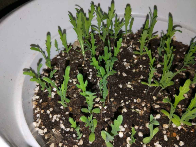 广东人叫做皇帝菜是什么菜，广东人的菜叫什么（被称作“皇帝菜”）