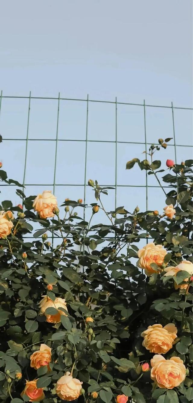 清新唯美的壁纸，小清新唯美手机壁纸